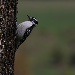 Hairy Woodpecker