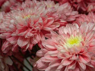 Chrysanthemum morifolium