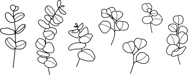 Outline hand drawing vector illustration of eucalyptus branch. Isolated elements for design. © LuckPicture