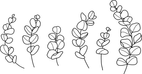 Outline hand drawing vector illustration of eucalyptus branch. Isolated elements for design.