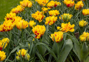 Fototapeta premium yellow-red tulips blooming in a garden
