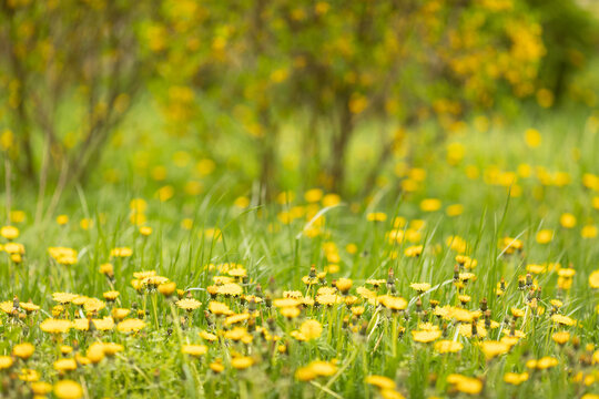 Green meadow with yellow dandelions in spring at city park. Closeup of yellow spring flowers on the ground. Blurred image, selective focus