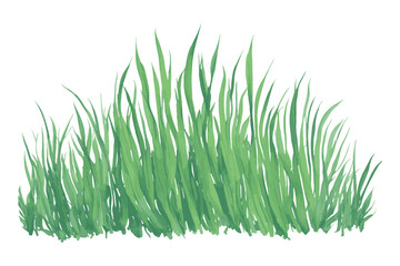 Grass drawing isolated on white background. Vector watercolor grass illustration.