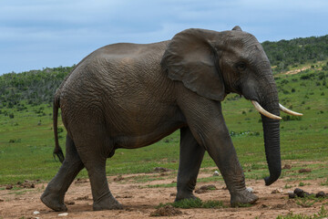 Fototapeta na wymiar Elephant at the Addo Elephant National Park in South Africa
