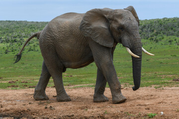 Elephant at the Addo Elephant National Park in South Africa