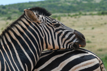 Fototapeta na wymiar Zebras at the Addo Elephant National Park in South Africa