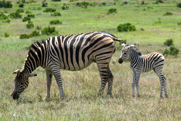 Obraz na płótnie Canvas Zebras at the Addo Elephant National Park in South Africa