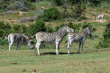 Fototapeta na wymiar Zebras at the Addo Elephant National Park in South Africa