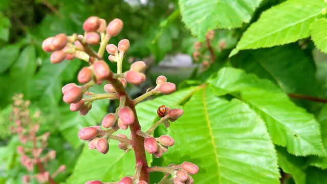 Ladybug on the flowers. View of Red Chestnut flowers. Red Chestnut, Aesculus carnea, Hybrid Aesculus hippocastanum, Aesculus pavia