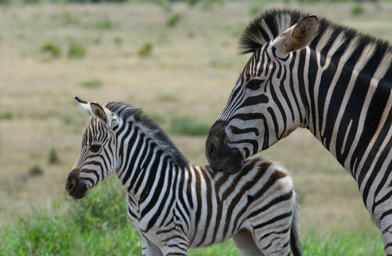Zebras at the Addo Elephant National Park in South Africa