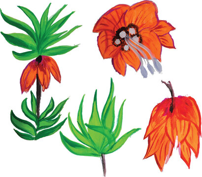 Crown Imperial, Fritillaria Imperials