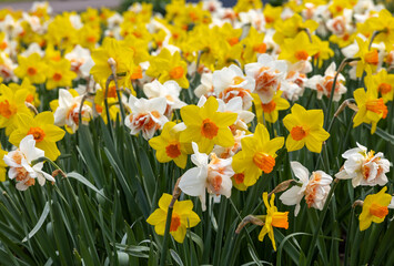 Obraz premium yellow and white daffodils flowers blooming in a garden