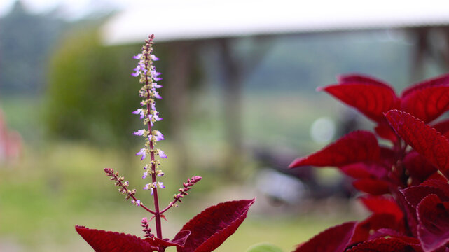 Beautiful Plectranthus rotundifolius flower in the garden