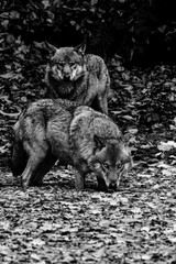 black and white photo of wolf