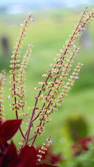 The Aerva sanguinolenta plant has red spinach leaves and yellow and white flowers with a blurred background