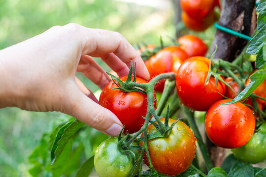 A woman harvests ripe red tomatoes from a bush after rain. Growing vegetables in the garden