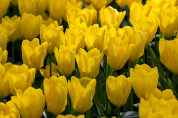 Obraz premium yellow tulips blooming in a garden