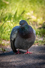 Beautiful photo of The pigeon and green grass. Gray Dove standing in grass. A bird on the street close up
