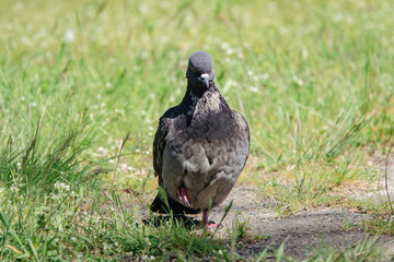 Beautiful photo of The pigeon and green grass. Gray Dove standing in grass. A bird on the street close up
