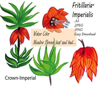 Crown Imperial, Fritillaria Imperials
