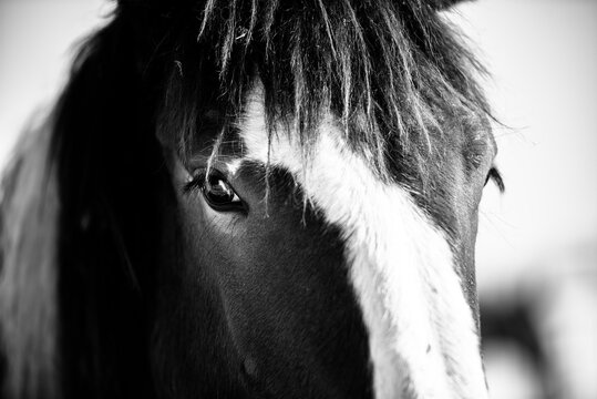 black and white photo of horse