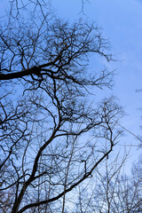 Bare trees in early spring in sunny clear weather