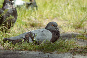 Beautiful photo of The pigeon and green grass. Gray Dove standing in grass. A bird on the street close up