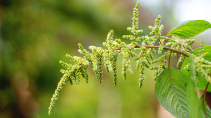 Blurred background of trees and green plant leaves