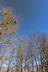 leafless trees in early spring in sunny weather