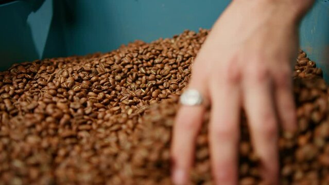 A worker inspects the quality of aromatic roasted coffee beans taking them in his hands at a production plant close-up