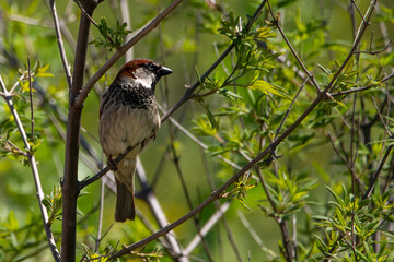 A sparrow isolated on a chaste tree.
Gray, black, and brown bird in Europe.