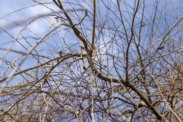 bare willow trees in the spring season in the park