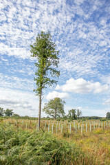 Obraz premium landscape with trees and sky