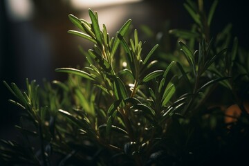 Close-up of rosemary on a plant, illuminated by sunbeam. Generative AI