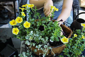 Young woman using a trowel plant a mixed annual hanging basket or pot of flowers. Flowers include yellow and black petunias with dichondra.