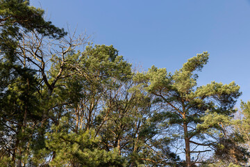 pine trees in early spring in sunny clear weather