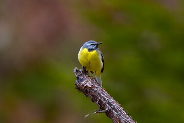 Passeriformes ( Motacillidae ) Motacilla cinerea species on a branch with blurred background
