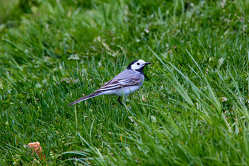 The white wagtail (Motacilla alba) small passerine bird.