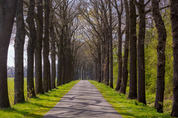 Small street with colourful new green leaves trees trunk along the way, Spring landscape view with a row of tree on the both side of the road in Dutch countryside in province of Drenthe, Netherlands.