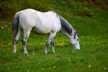 portrait with a horse in a natural environment on a meadow on a spring day