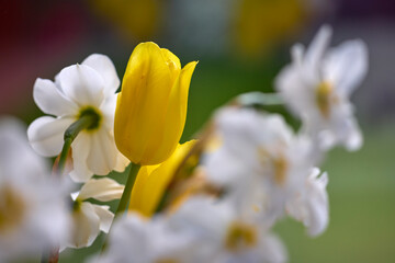 Fototapeta premium close up with a white daffodil flower, macro photo