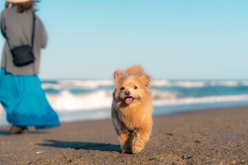 海ではしゃぐ犬と海を眺める女性