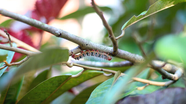 Helf's black, white, and red-legged caterpillar Cricula trisfenestrata hanging from a durian branch stock photo