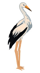 Stork bird clipart. Single doodle of wild animal isolated on white. Colored vector illustration in cartoon style.