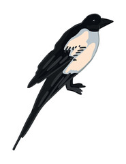 Magpie bird clipart. Single doodle of wild animal isolated on white. Colored vector illustration in cartoon style.