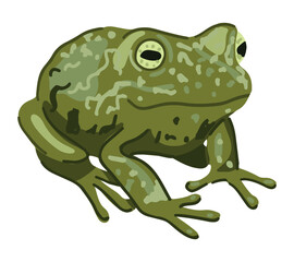 Frog amphibian clip art. Single doodle of wild animal isolated on white. Colored vector illustration in cartoon style.