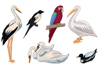 Fototapeta na wymiar Birds doodles set. Collection of stork, magpie, swans, duck, parrot, pelican. Colored vector illustration in cartoon style. Modern cliparts isolated on white.