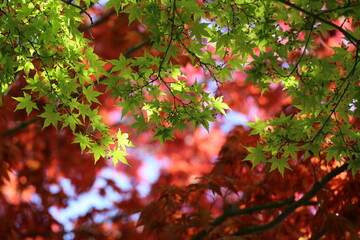 The incredible combination of red and green maple is stunning.