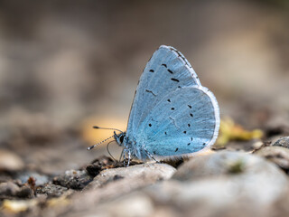 Holly Blue Butterfly Resting on the Ground