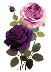 紫色の薔薇の花のベクターイラスト／AI画像